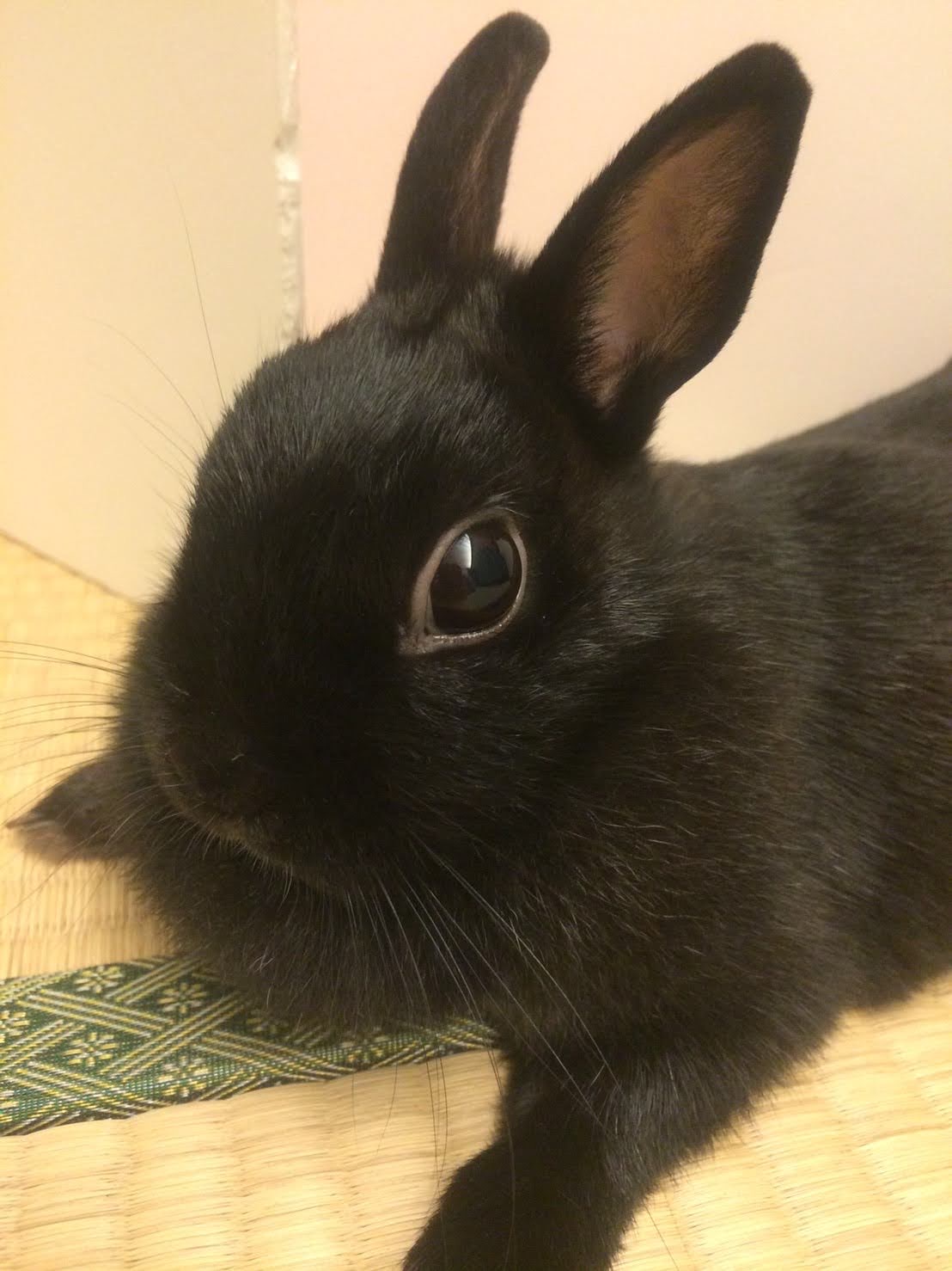 まるうさこ